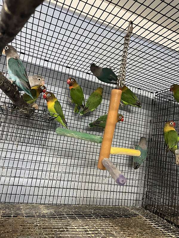 lovebird-for-sale