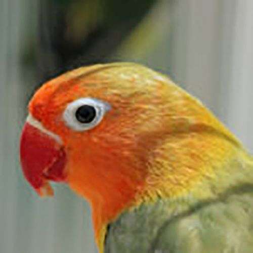 fischers-lovebird-for-sale-in-tampa-fl