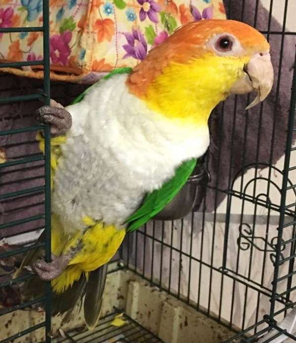orange-yellow-white-bellied-caique-for-sale