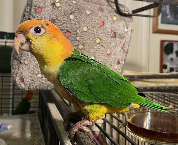 white-bellied-caique-for-sale-in-napa-ca