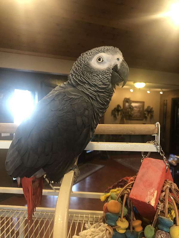 congo-african-grey-parrot-for-sale-in-cashion-ok