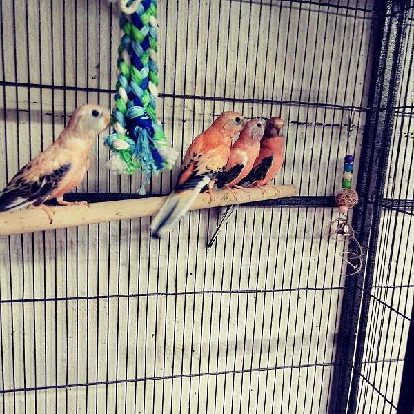 bourke-parakeet-for-sale