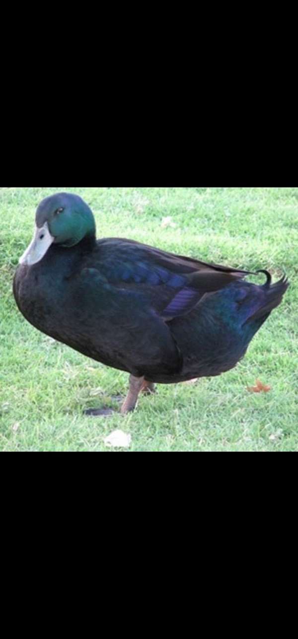 Cayuga Duck