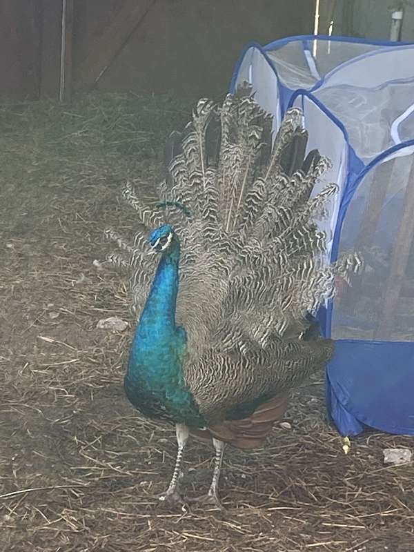 peacock-for-sale-in-vero-beach-fl