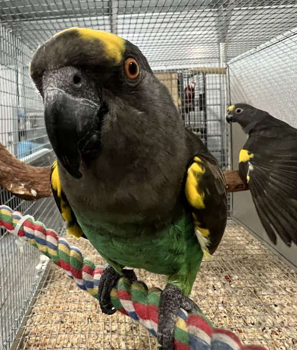 meyers-poicephalus-parrots-for-sale