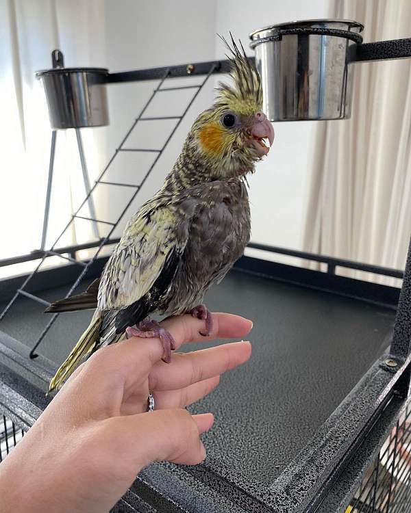 cockatiel-for-sale