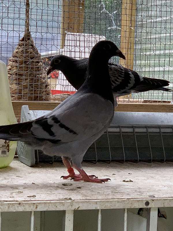 homing-pigeon-for-sale-in-okeechobee-fl