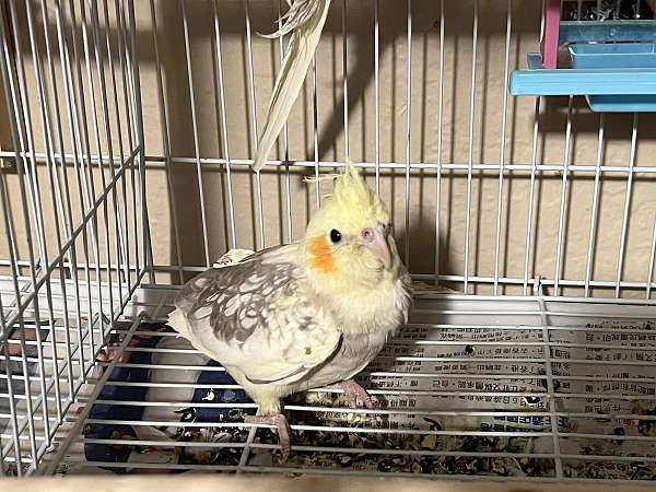 cockatiel-for-sale