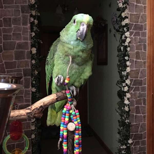 yellow-naped-amazon-parrot-for-sale-in-winchendon-ma