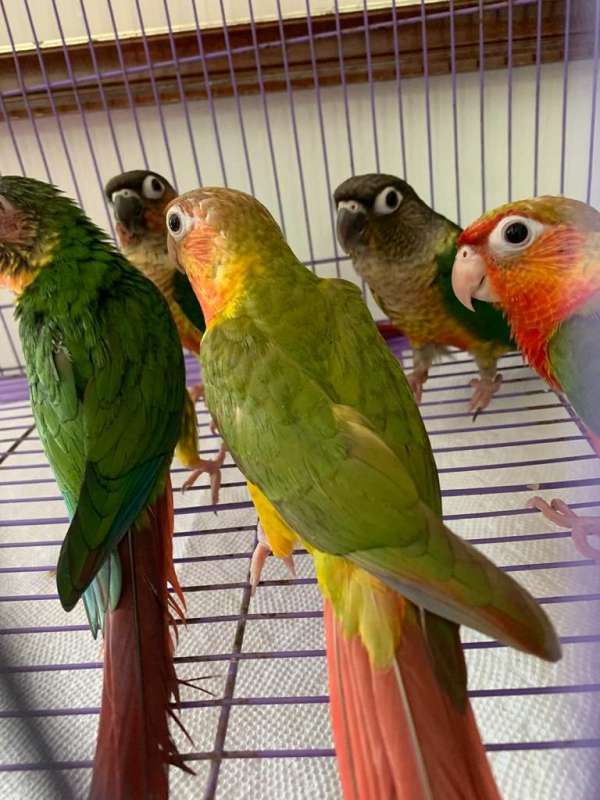 young-adult-bird-for-sale-in-west-palm-beach-fl