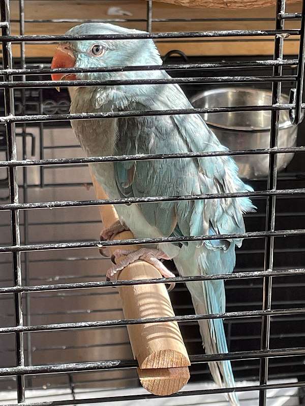ringneck-parakeet-for-sale-in-lawrenceville-ga