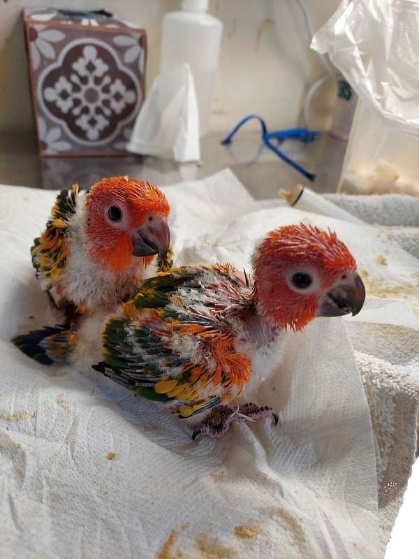 baby-conure-parrot-for-sale