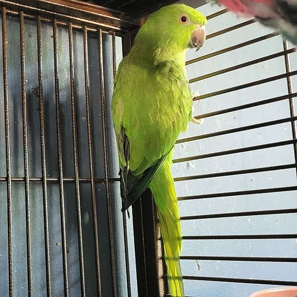 green-bird-for-sale-in-martinsburg-wv