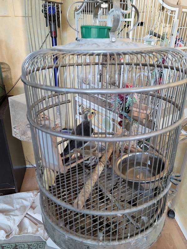 cockatiel-for-sale-in-maple-valley-wa