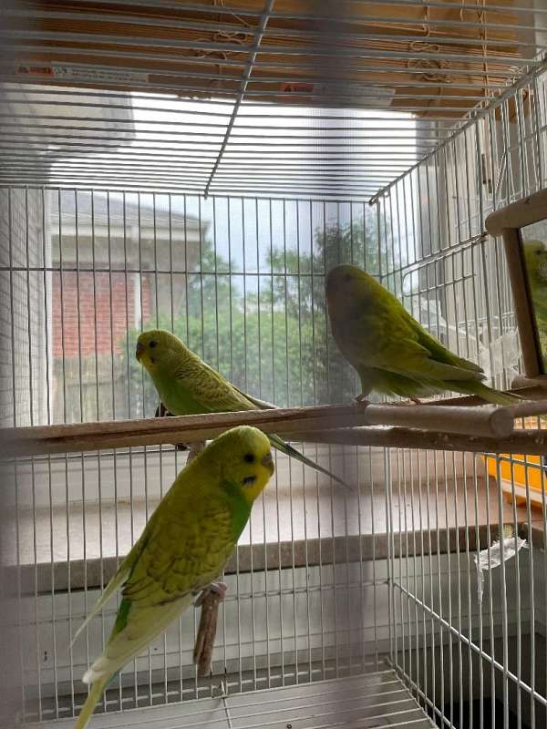 green-yellow-cute-playful-bird-for-sale
