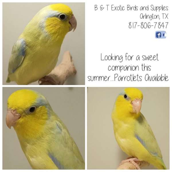 parrotlet-for-sale