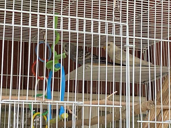 cute-homing-parakeet-for-sale