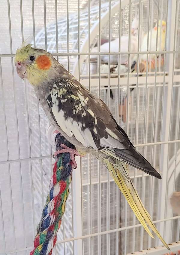 pearl-bird-for-sale-in-collinsville-va