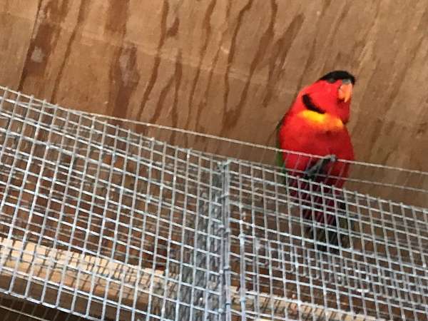 lory-for-sale
