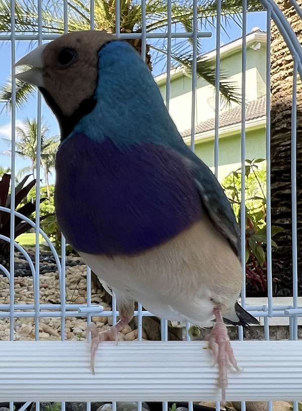 finch-lady-gouldian-finch-for-sale-in-pembroke-pines-fl