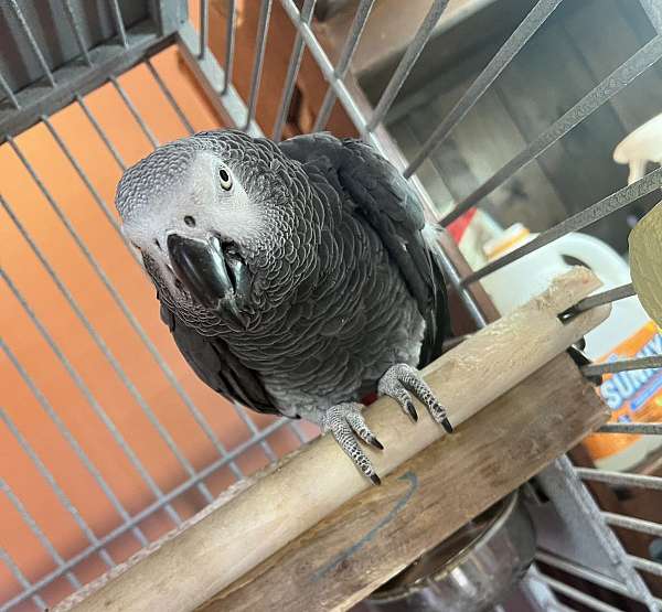 african-grey-parrot-for-sale-in-lyons-in