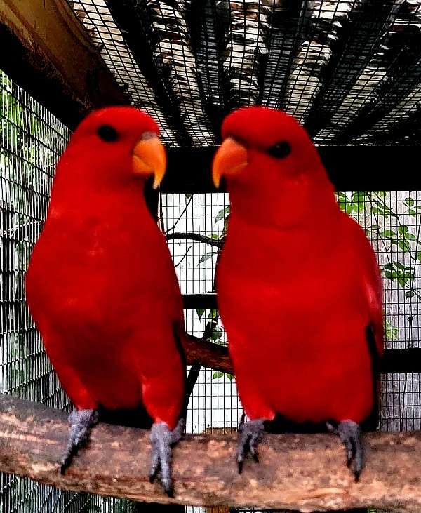 red-bird-for-sale-in-miami-shores-fl