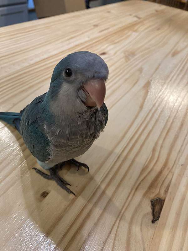 male-blue-grey-bird-for-sale