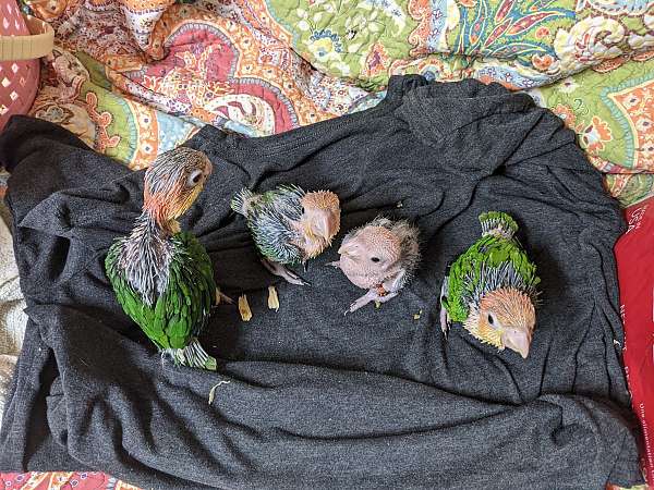 handfed-tame-caique-for-sale
