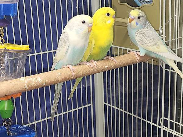 parakeet-for-sale
