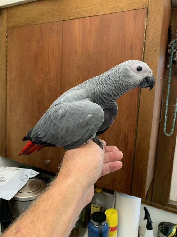 congo-african-grey-parrot-for-sale-in-san-diego-ca