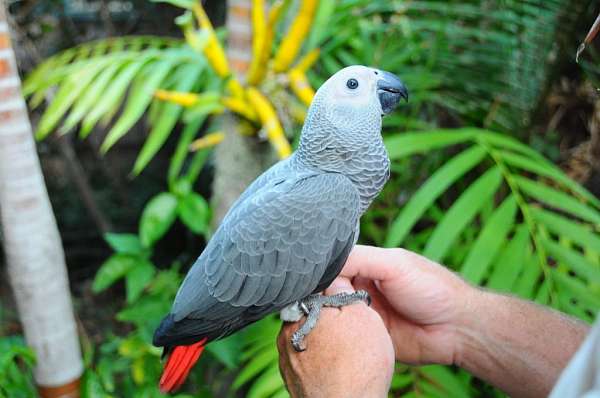 large-congo-african-grey-parrot-for-sale