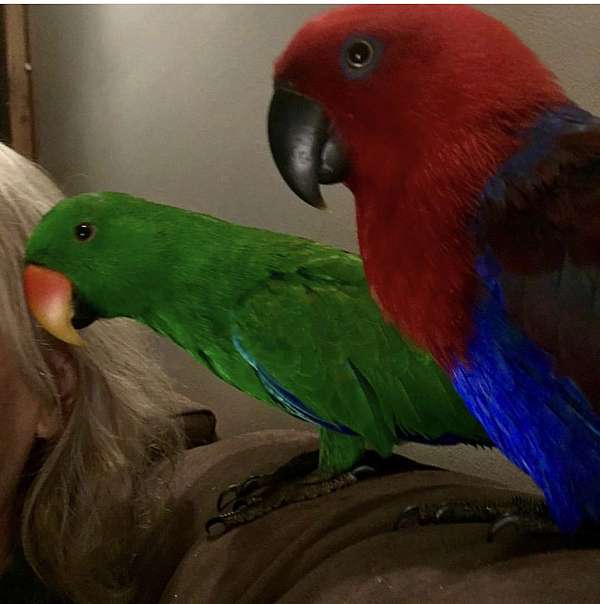 parrot-for-sale-in-ajax-on