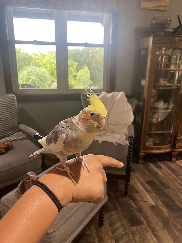red-cockatiel-for-sale