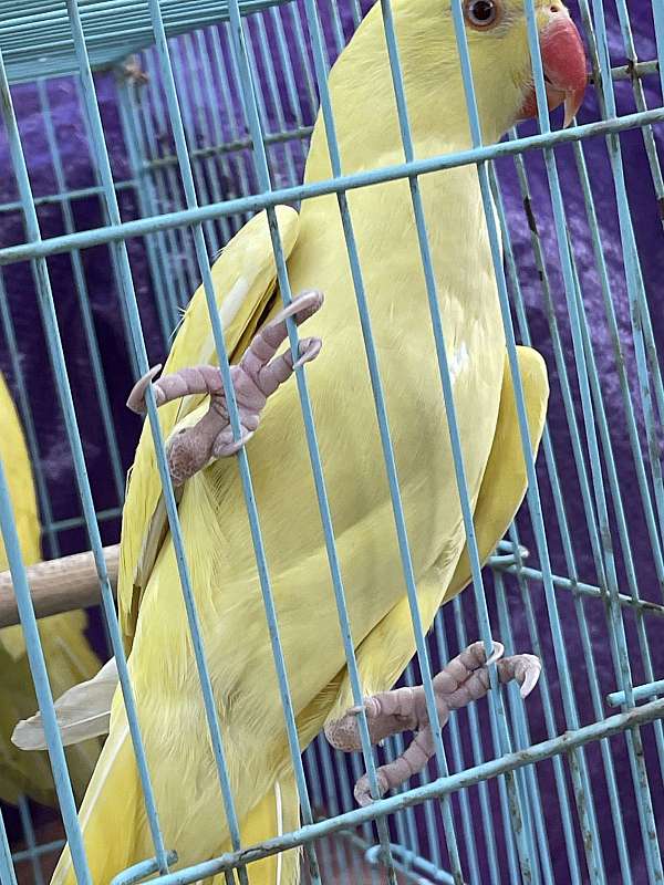 ringneck-parakeet-for-sale-in-san-jose-ca