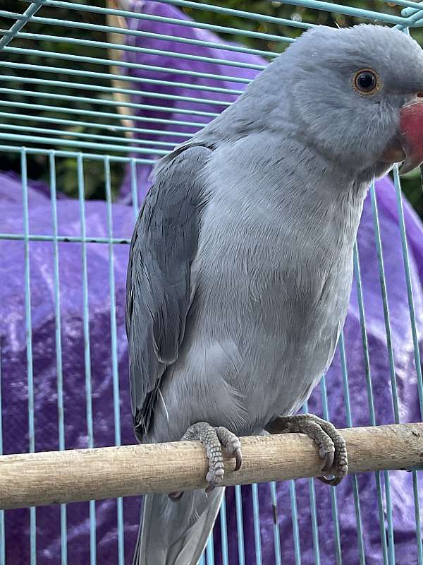 grey-ringneck-parakeet-for-sale