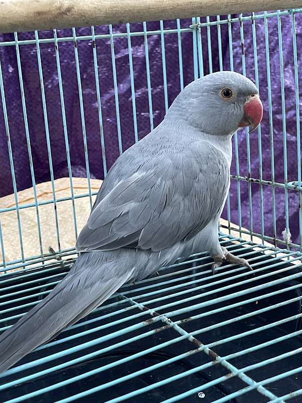 ringneck-parakeet-for-sale-in-san-jose-ca