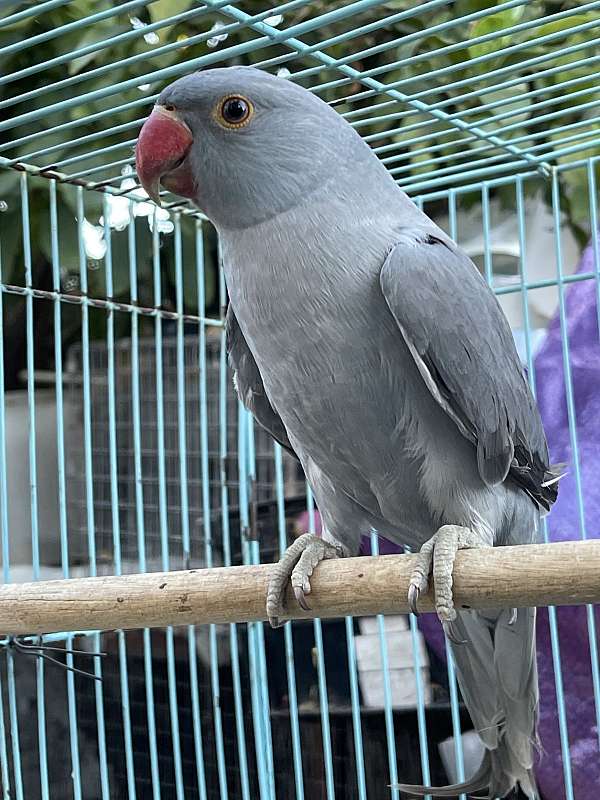 grey-bird-for-sale