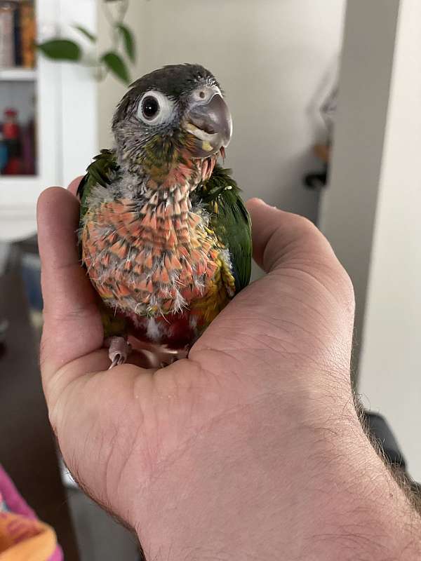 green-cheek-conure-for-sale