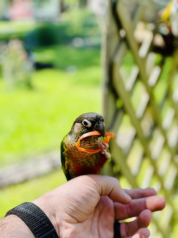 blue-green-cheek-conure-for-sale