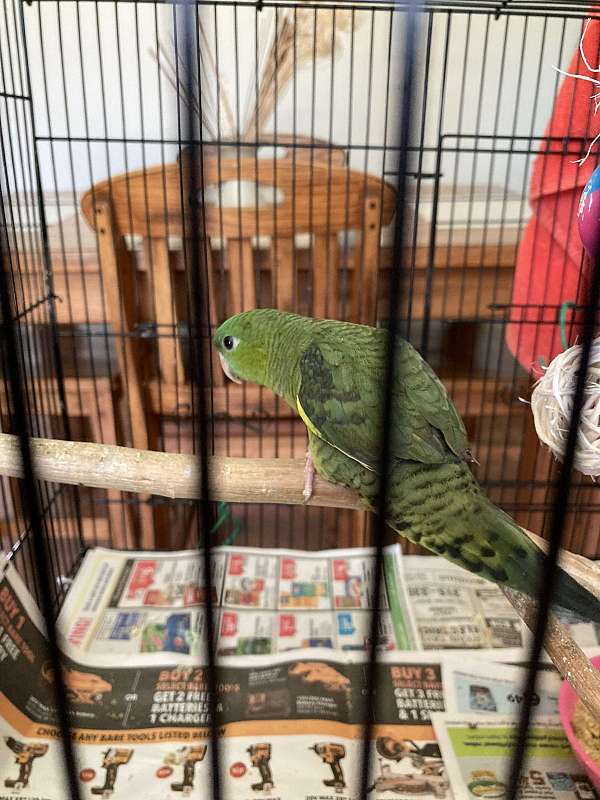 male-bird-for-sale-in-rome-ny