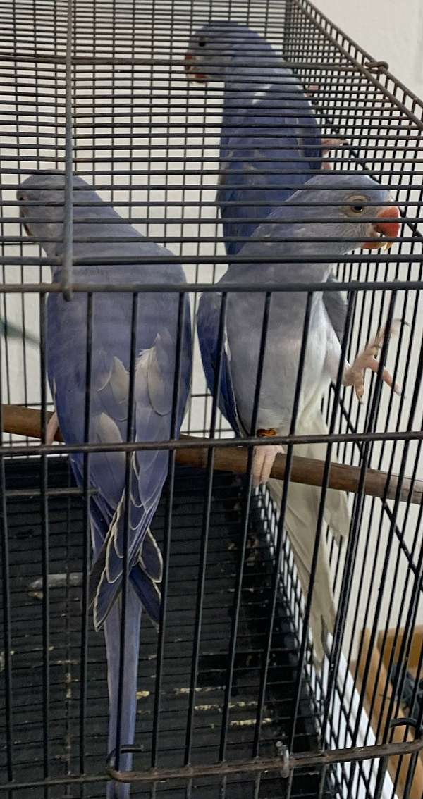 ringneck-parakeet-for-sale-in-brandon-fl