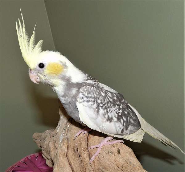 cockatiel-for-sale