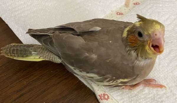 cockatiel-for-sale-in-ludlow-ma