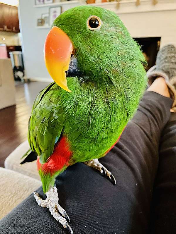 quiet-talking-eclectus-parrots-for-sale