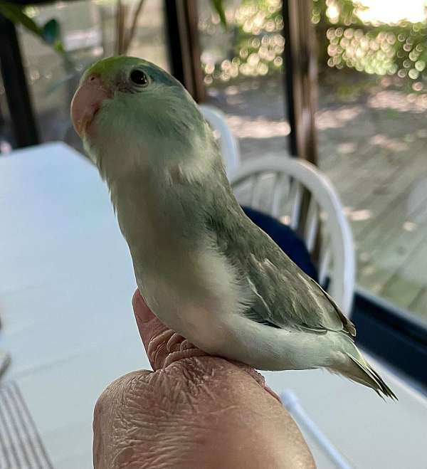 opal-parrotlet-for-sale