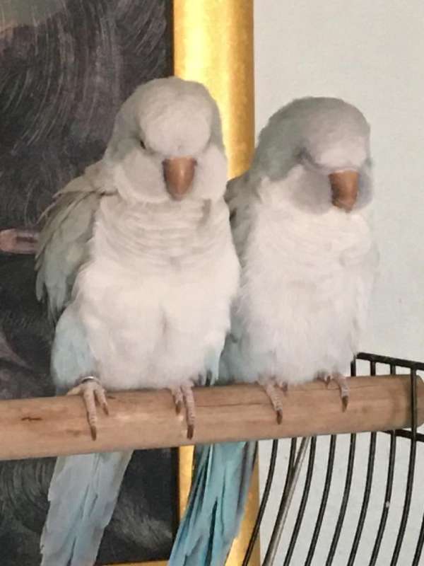 quaker-parrots-for-sale-in-woodridge-il