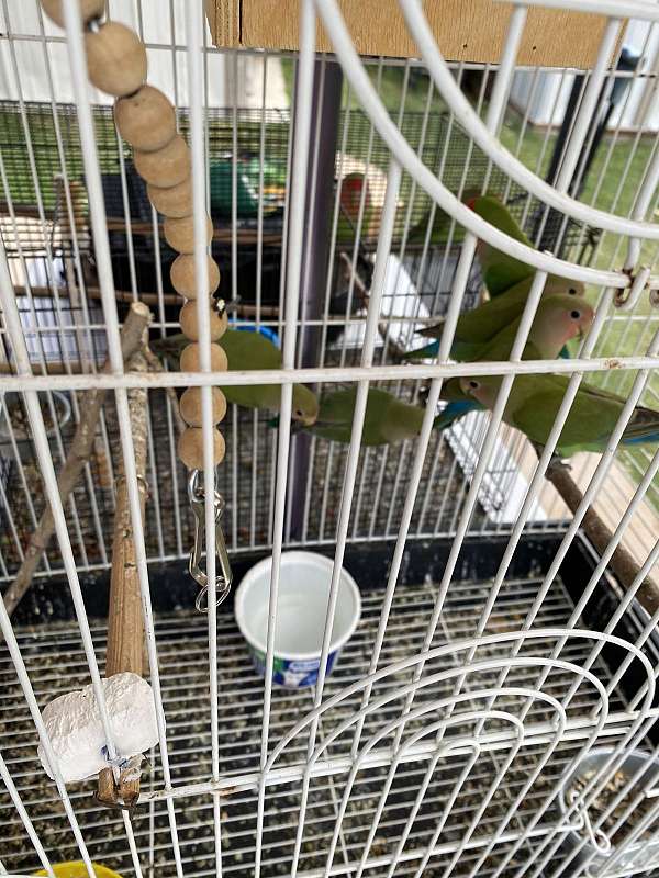 young-adult-bird-for-sale-in-glendale-az