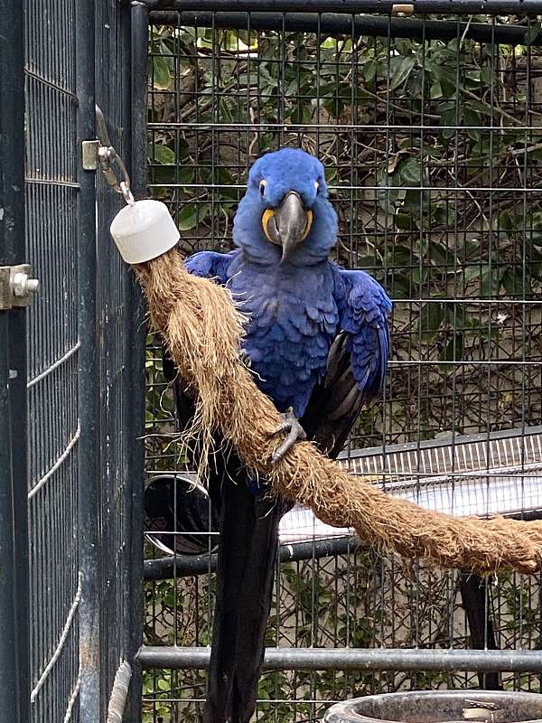 hyacinth-macaw-for-sale-in-brownsville-tx