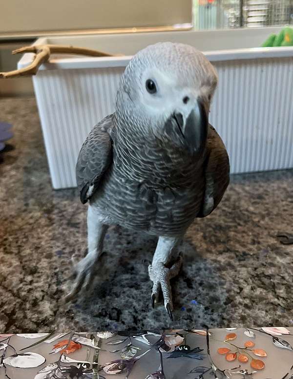 congo-african-grey-parrot-for-sale-in-stafford-va