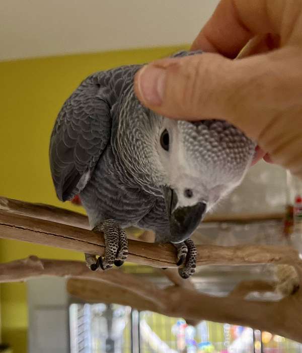 congo-african-grey-parrot-for-sale